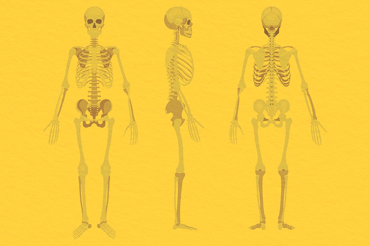 Human skeleton in front, profile and back