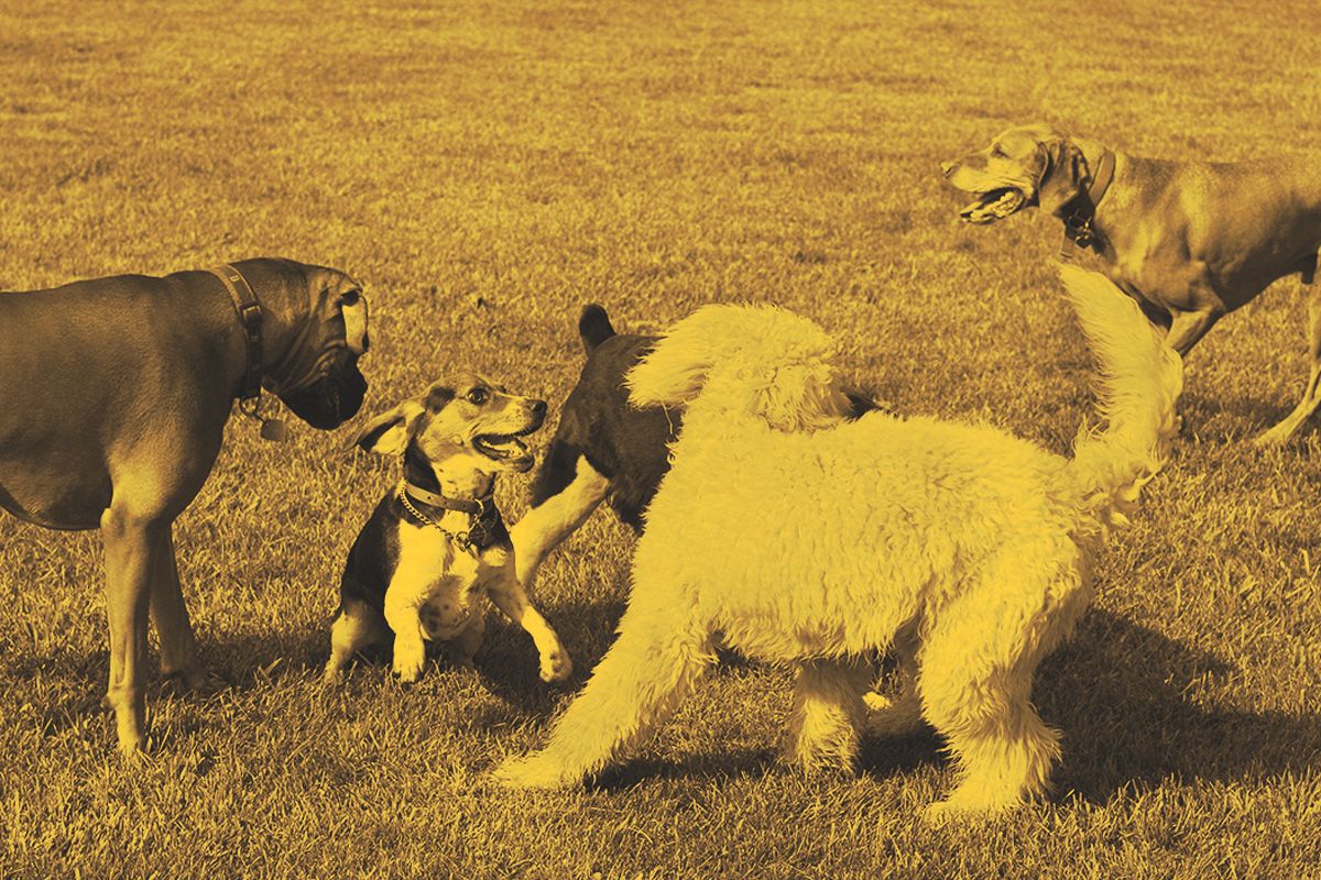 Why Do We Say ‘Dog-Eat-Dog World’?