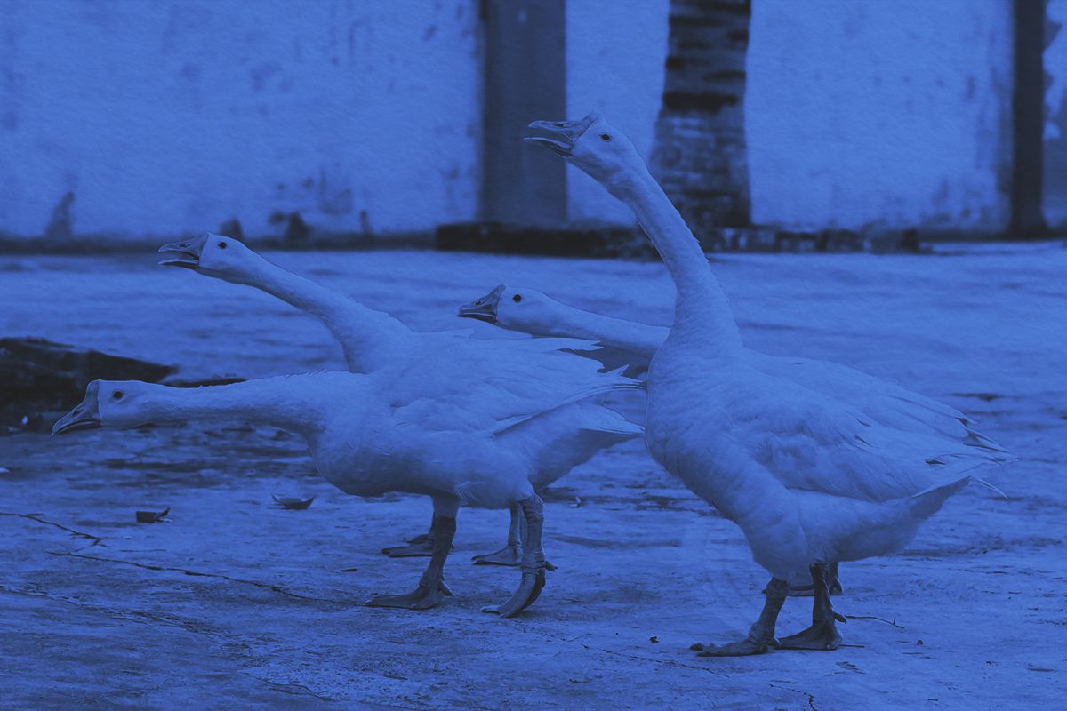 Why Do We Call Someone a ‘Silly Goose’?