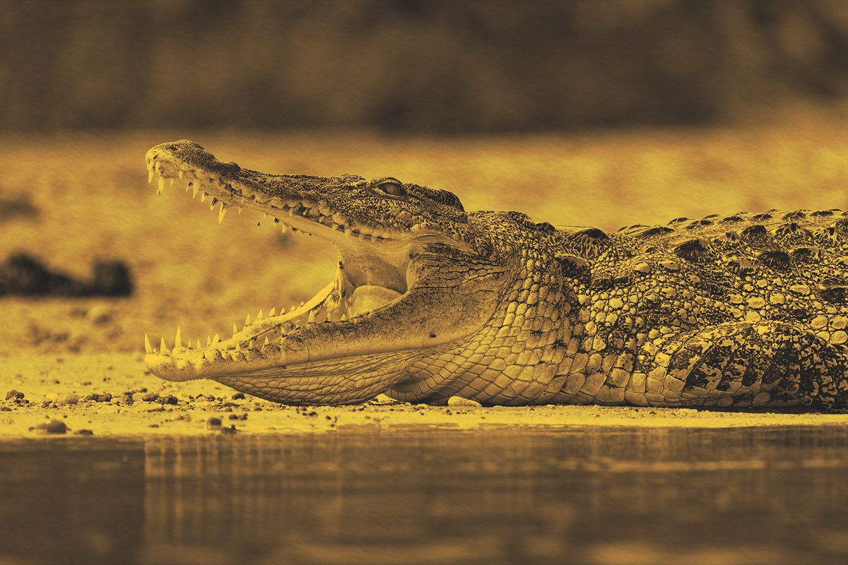 What Is the Origin of ‘Crocodile Tears’?