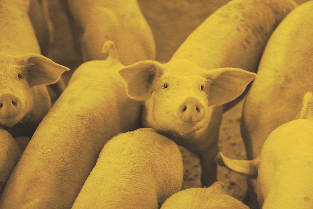 If Pigs Hardly Sweat, Why Do We Say ‘Sweat Like a Pig’?