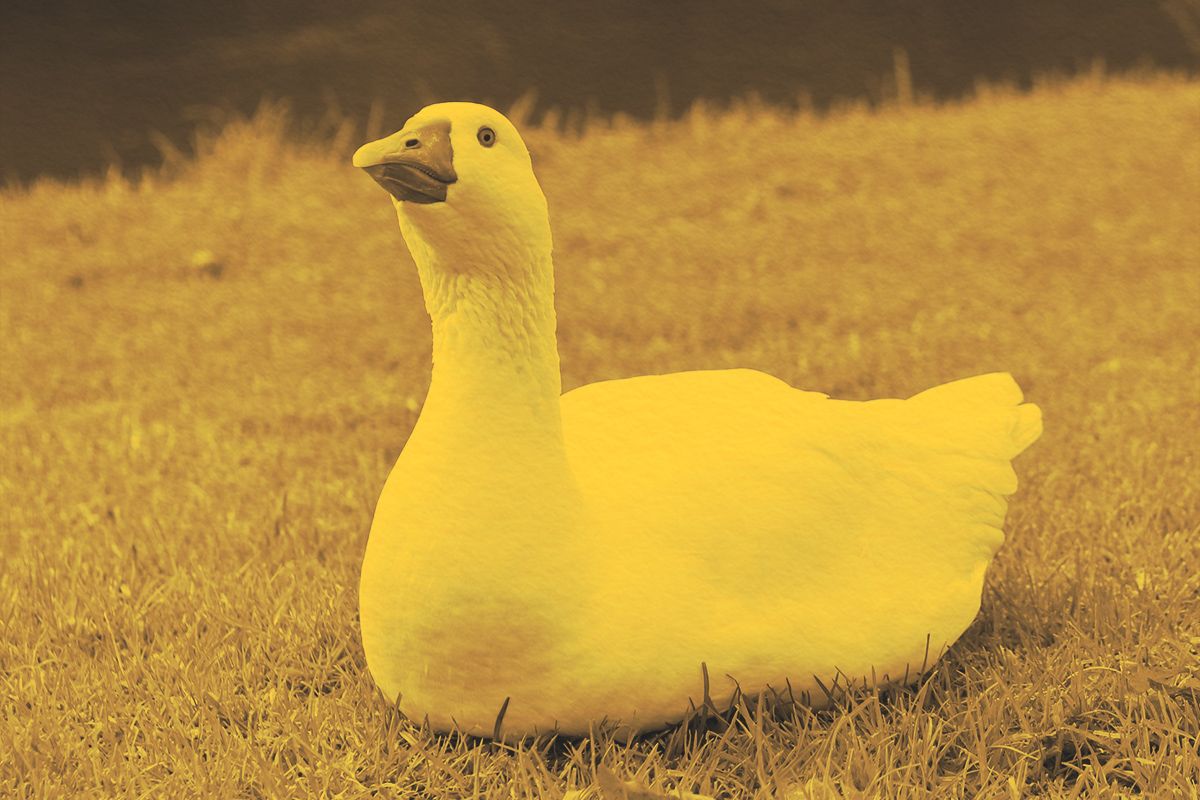 White feathered goose sitting on the grass