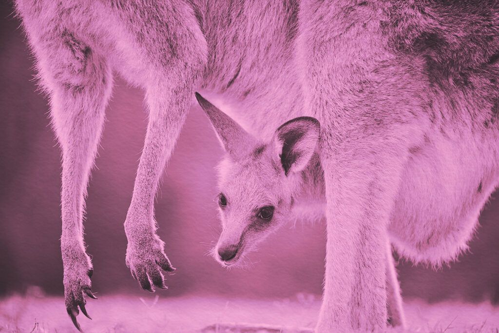 Close-up of a joey in the pouch of their mother kangaroo