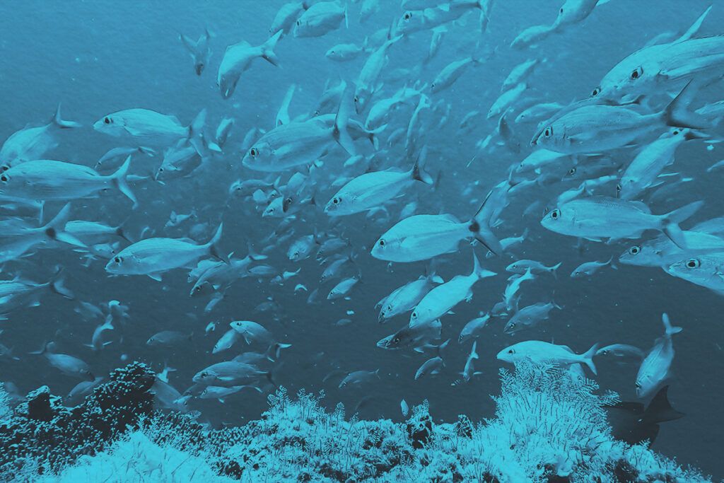 A large, dense school of silver and yellow-striped tropical fish