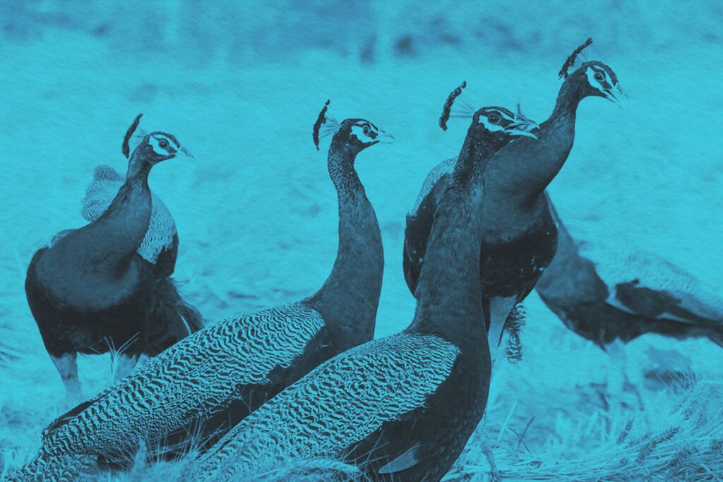 Group of majestic peacocks in the field