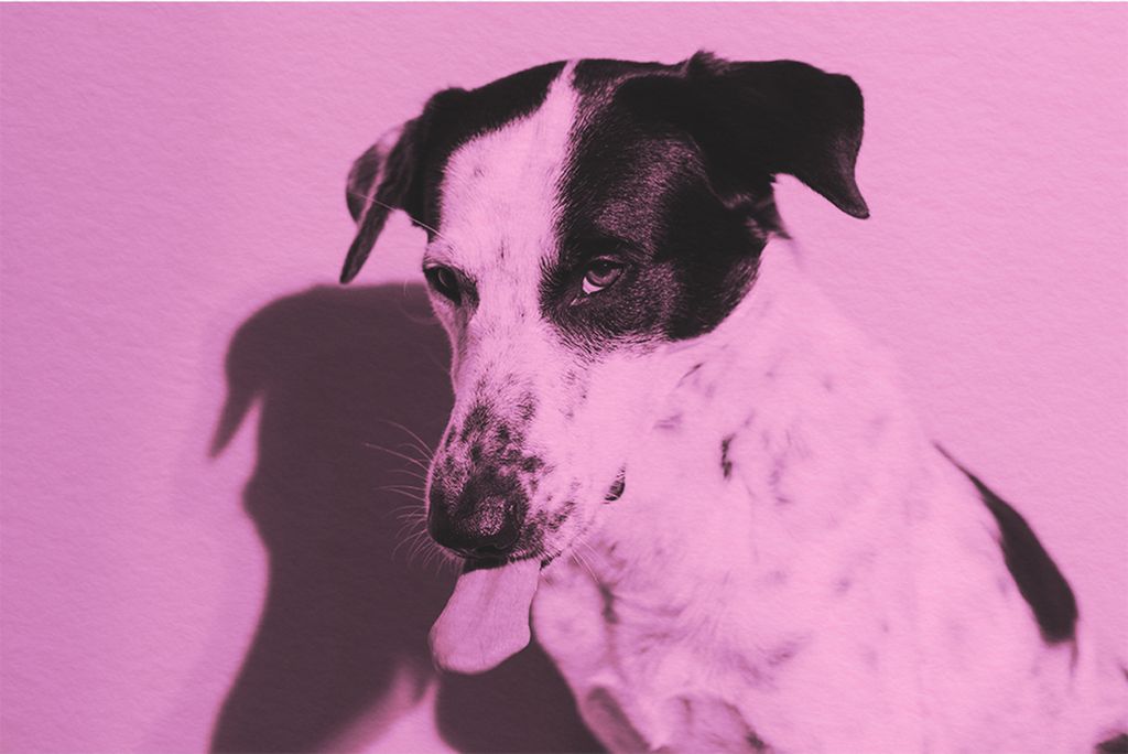 Top 20 Most Common Dog Names