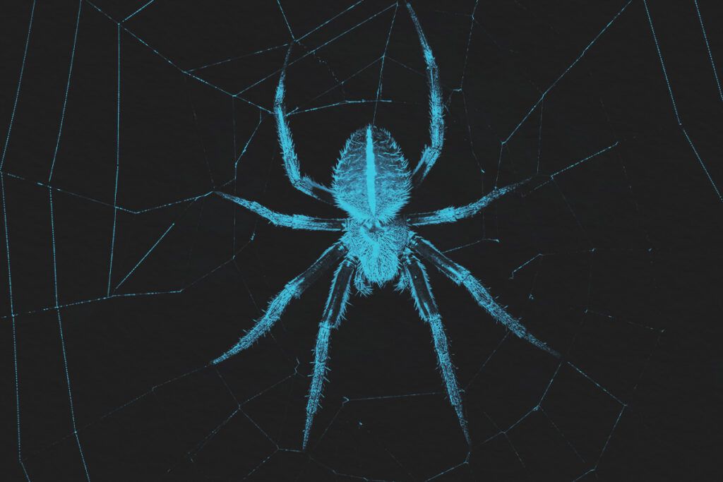 A spider on a web